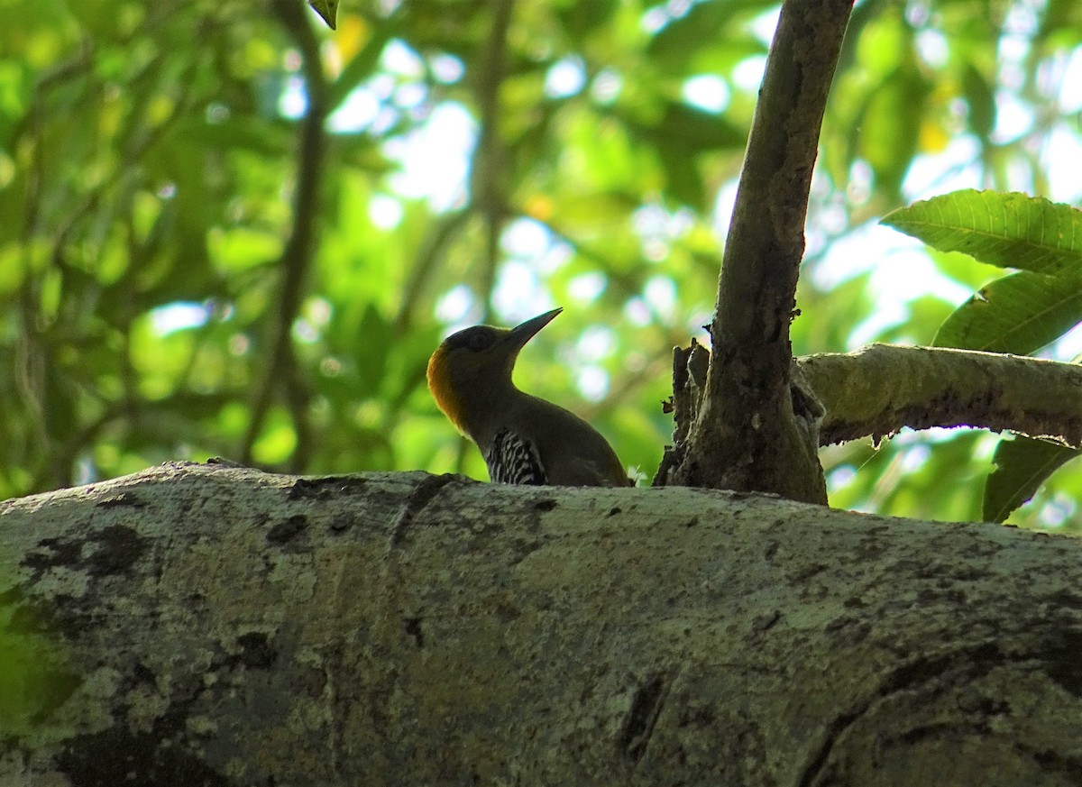 Golden-cheeked Woodpecker - ML142481751