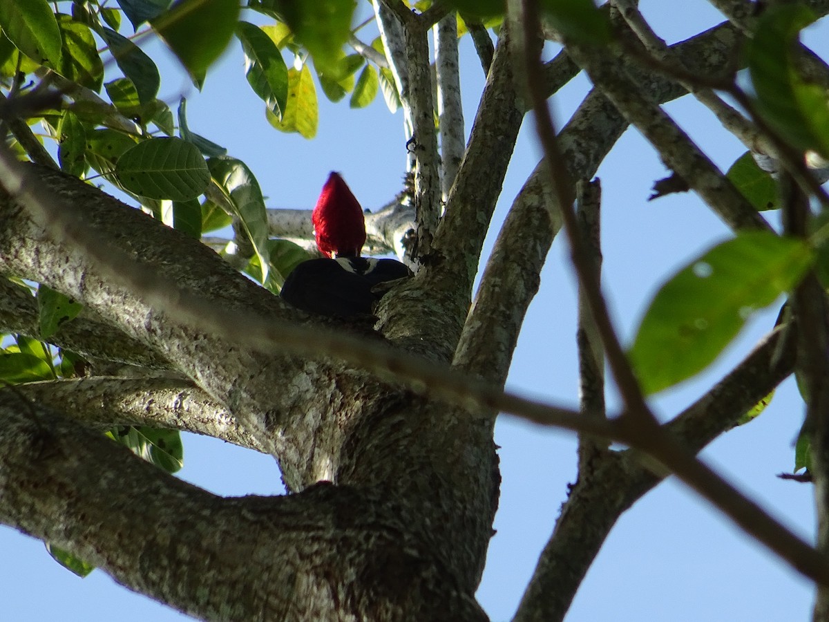 Pale-billed Woodpecker - KELLI DELGADO