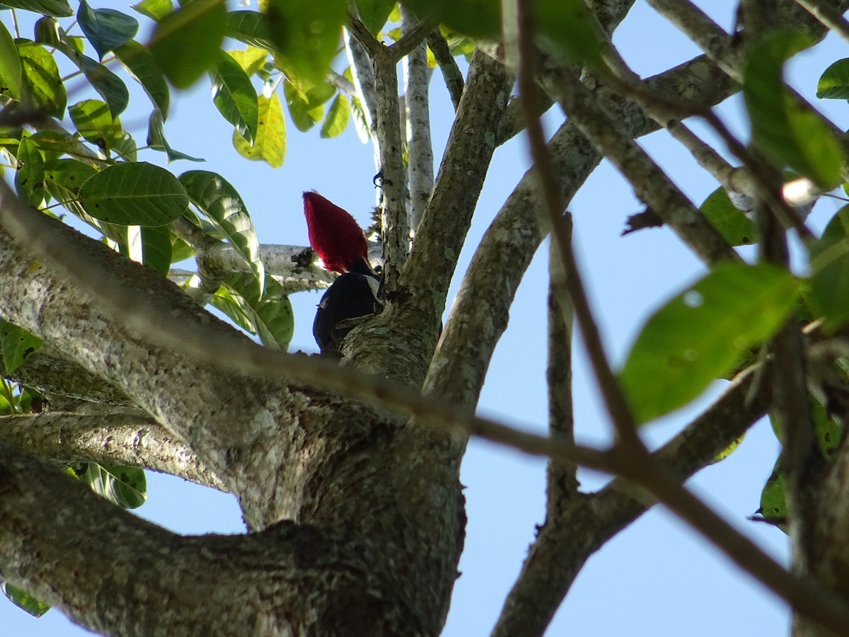 Pale-billed Woodpecker - KELLI DELGADO