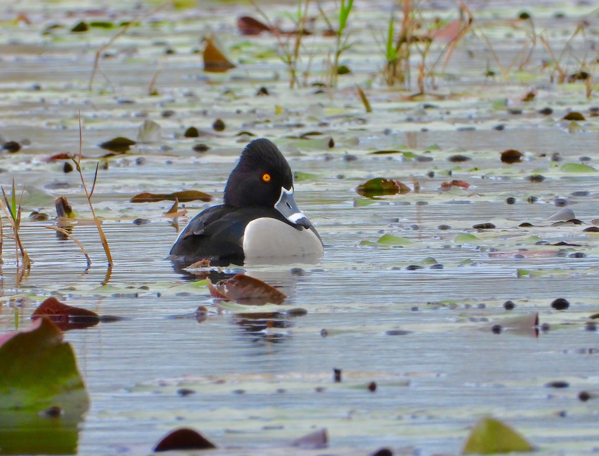Ring-necked Duck - James R. Hill, III