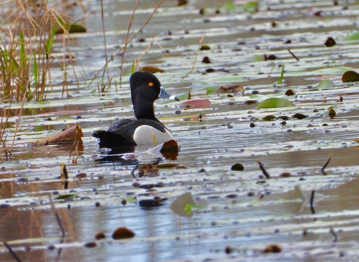 Ring-necked Duck - ML142482821