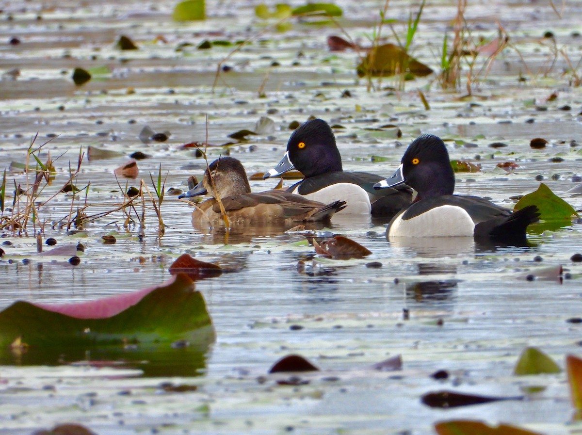 Ring-necked Duck - ML142482861