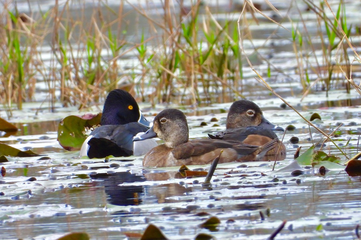 Ring-necked Duck - ML142482891