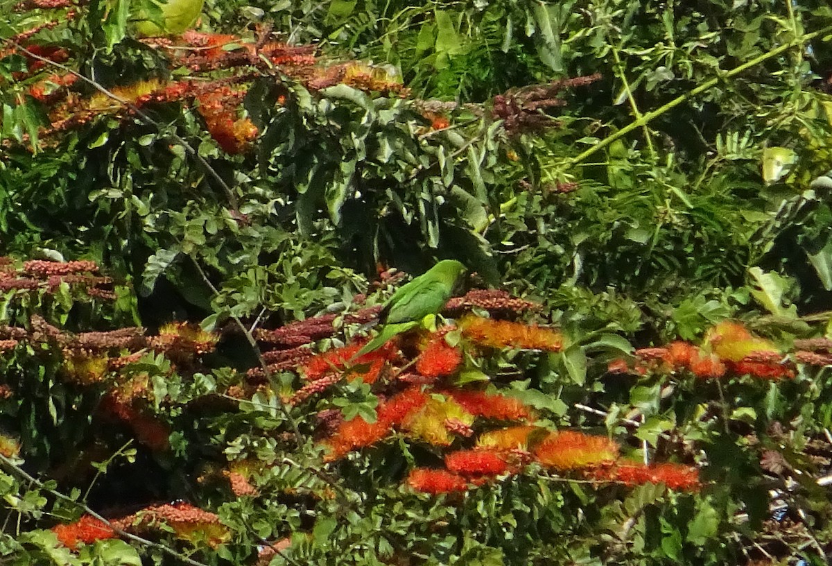 Orange-fronted Parakeet - KELLI DELGADO