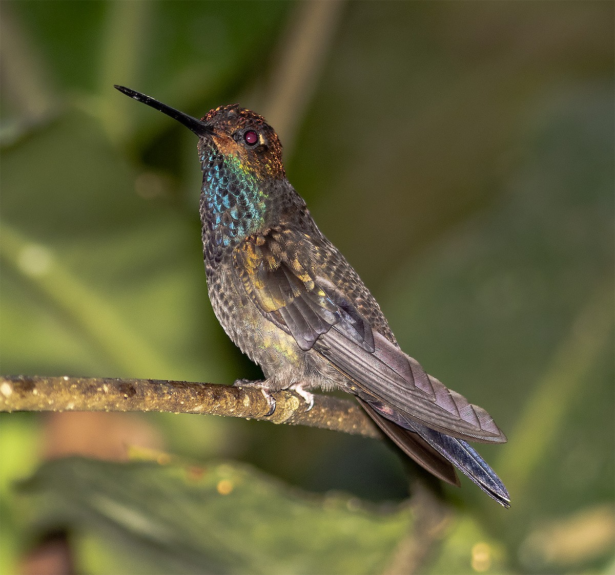 Rufous-gaped Hillstar - Brad Singer