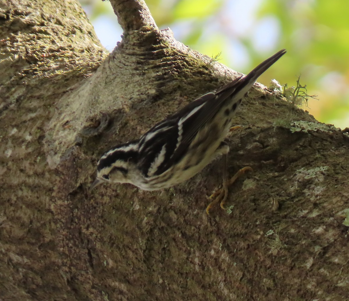 Black-and-white Warbler - ML142483671