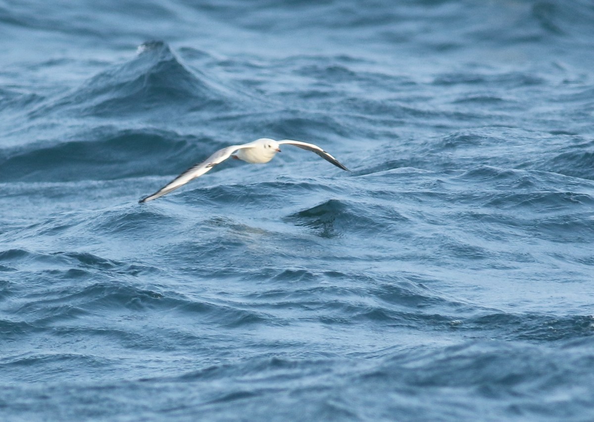 Mouette rieuse - ML142483781