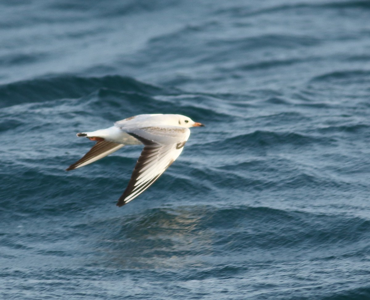 Mouette rieuse - ML142483811