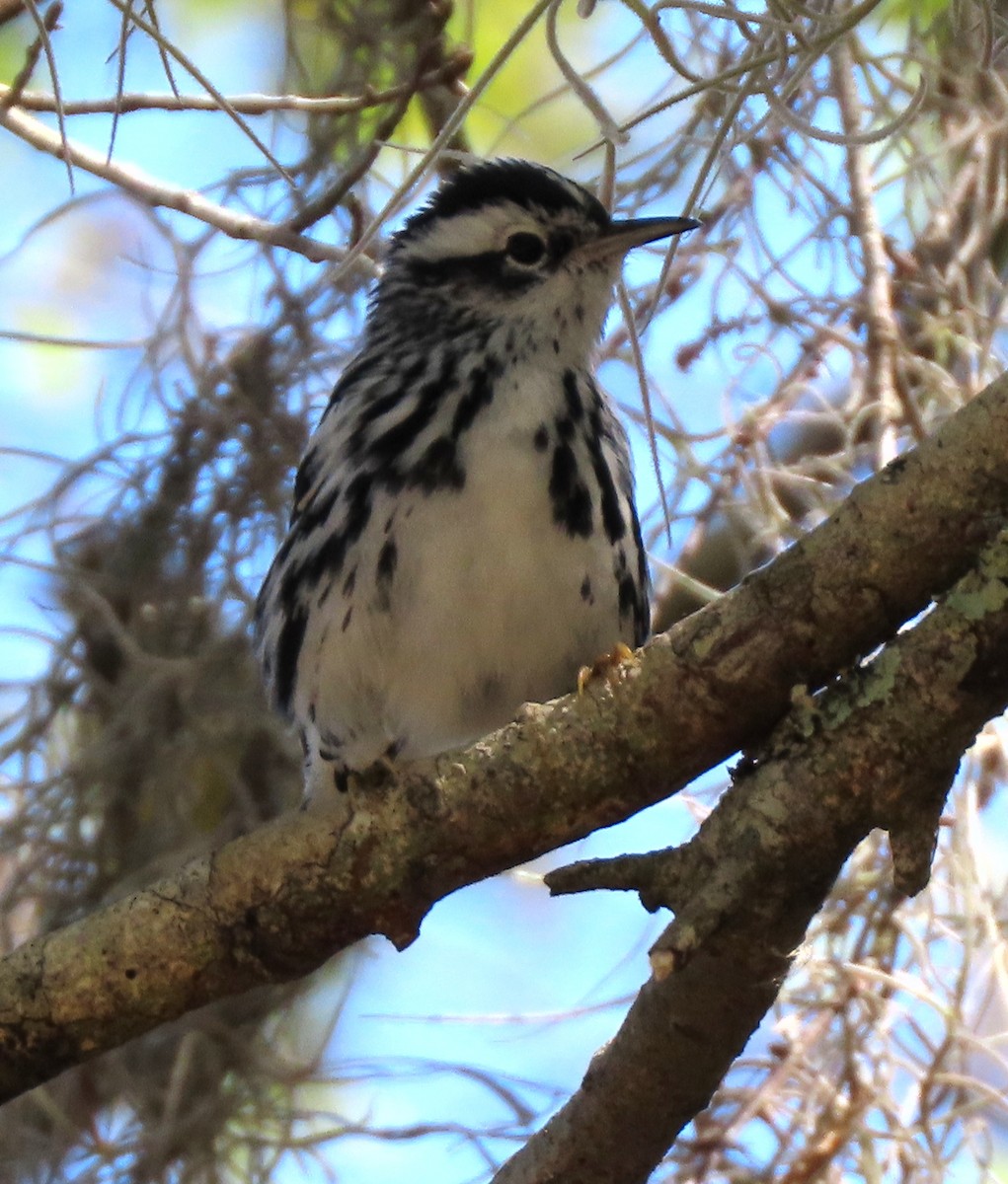 Black-and-white Warbler - ML142483821