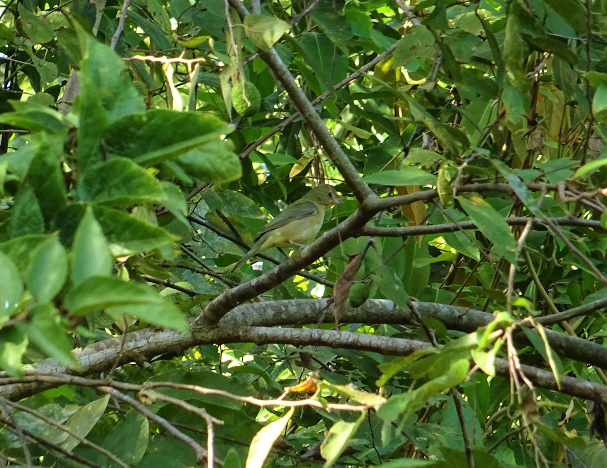 Painted Bunting - ML142484021