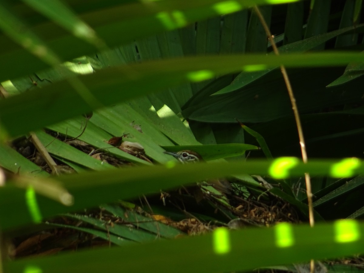 Happy Wren - ML142484031