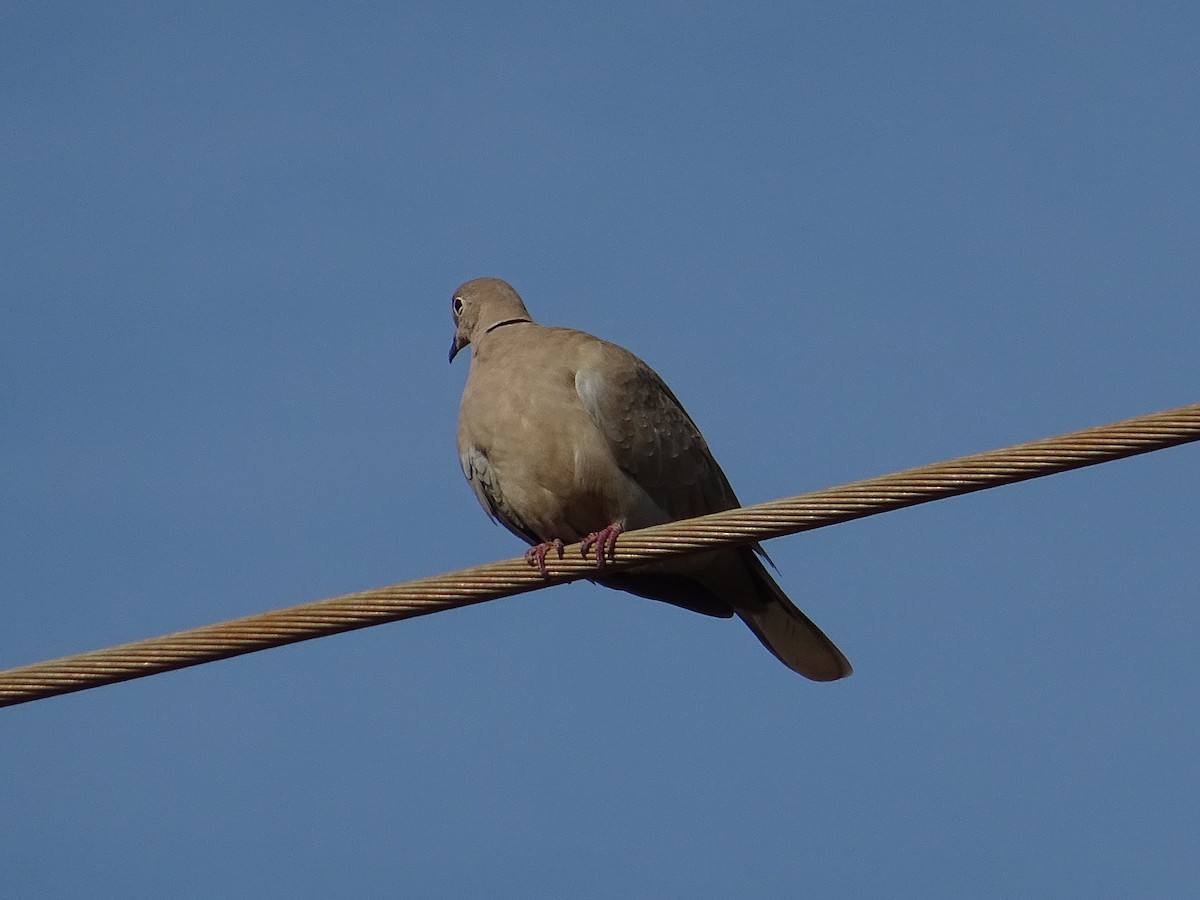 Eurasian Collared-Dove - ML142484221