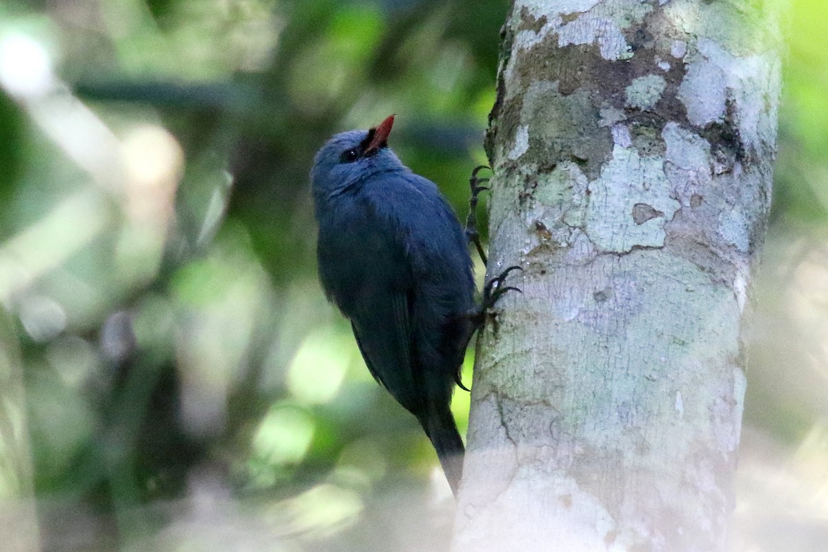 Nuthatch-Vanga - Stephen Gast