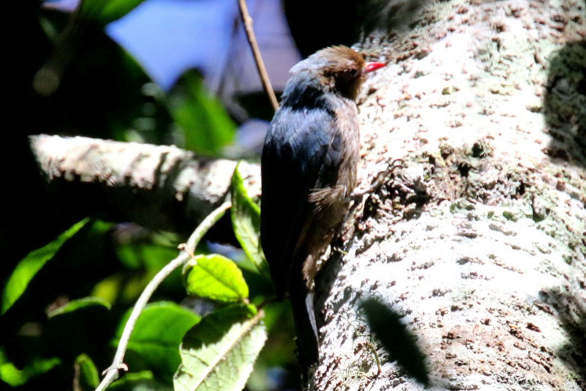 Nuthatch-Vanga - ML142484421