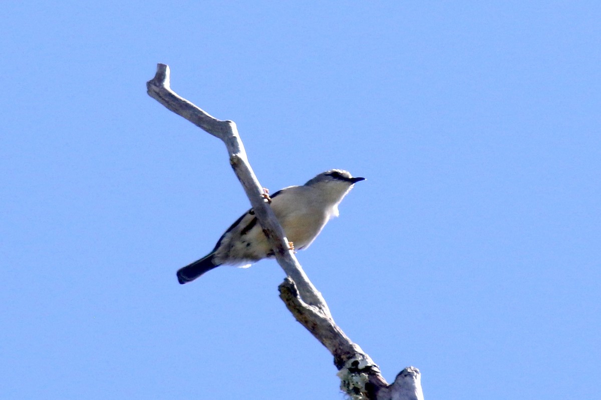 Rand's Warbler - ML142484541