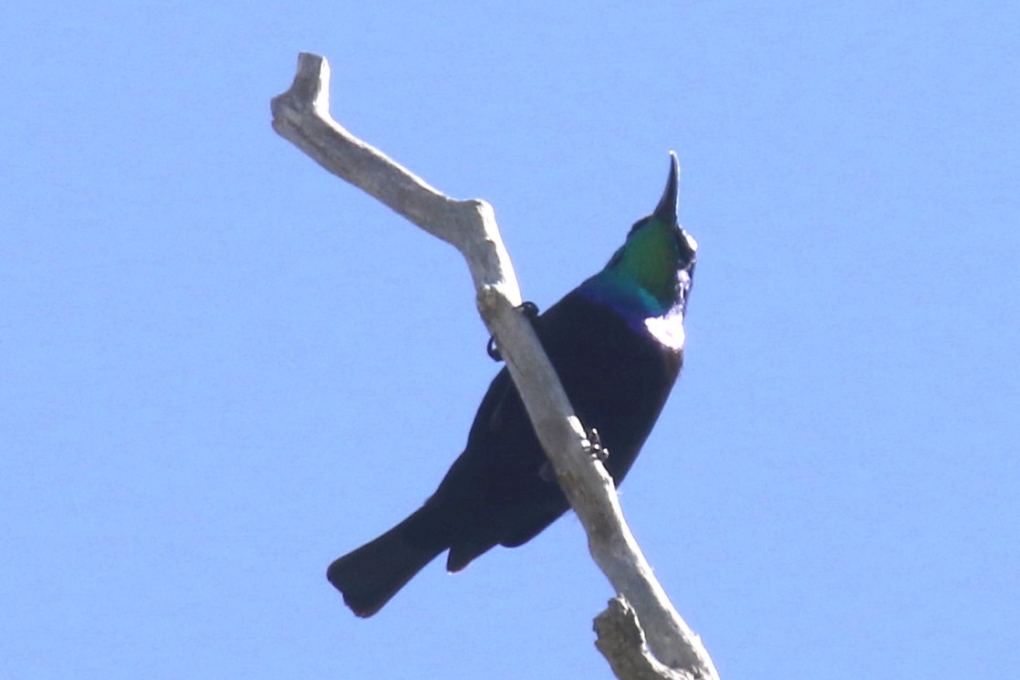 Malagasy Sunbird - ML142484771