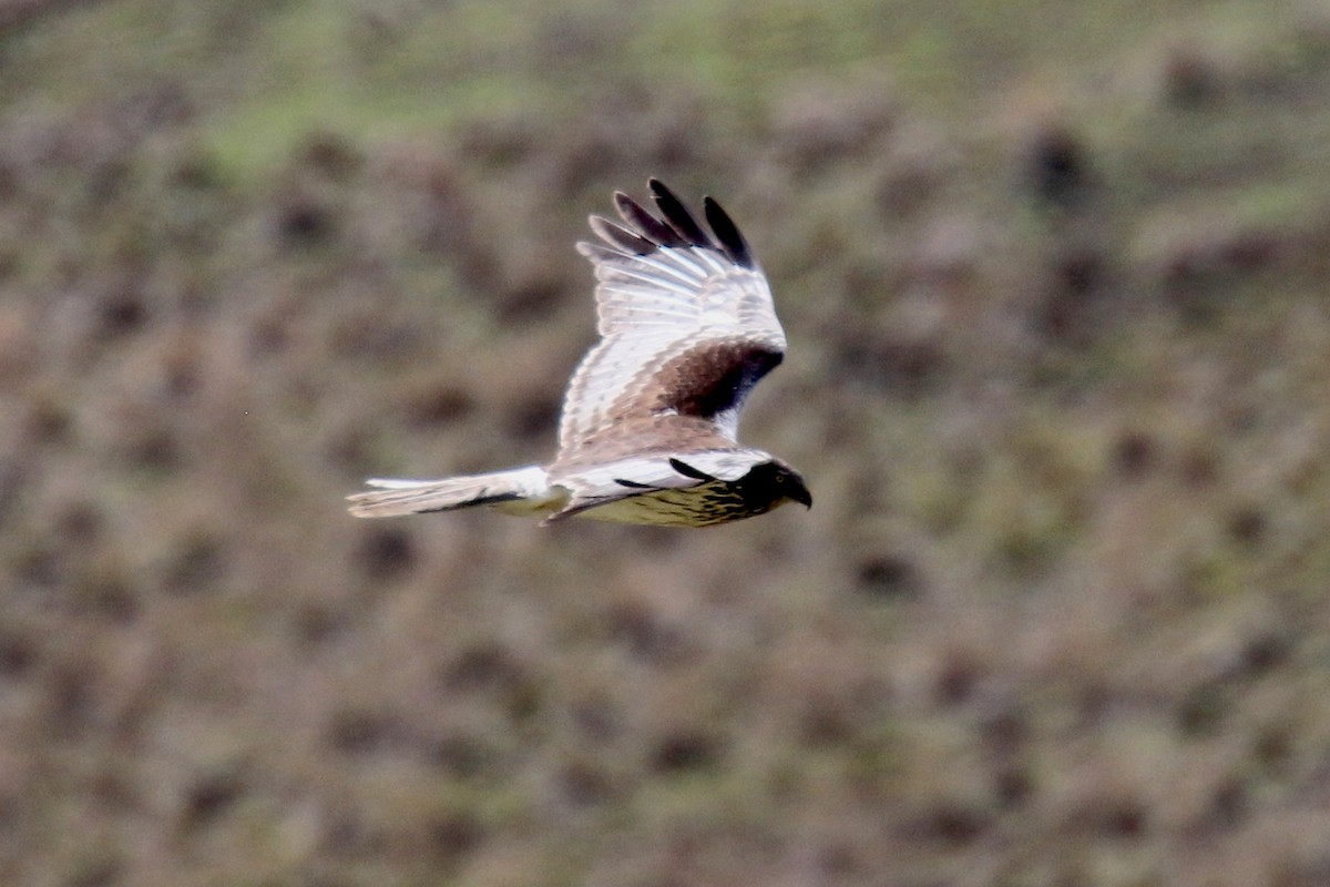 Malagasy Harrier - Stephen Gast