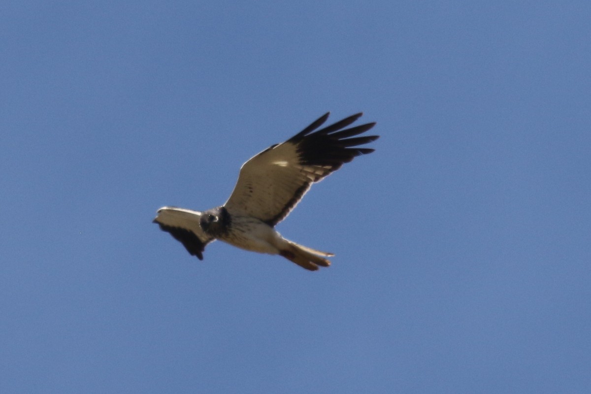 Malagasy Harrier - Stephen Gast