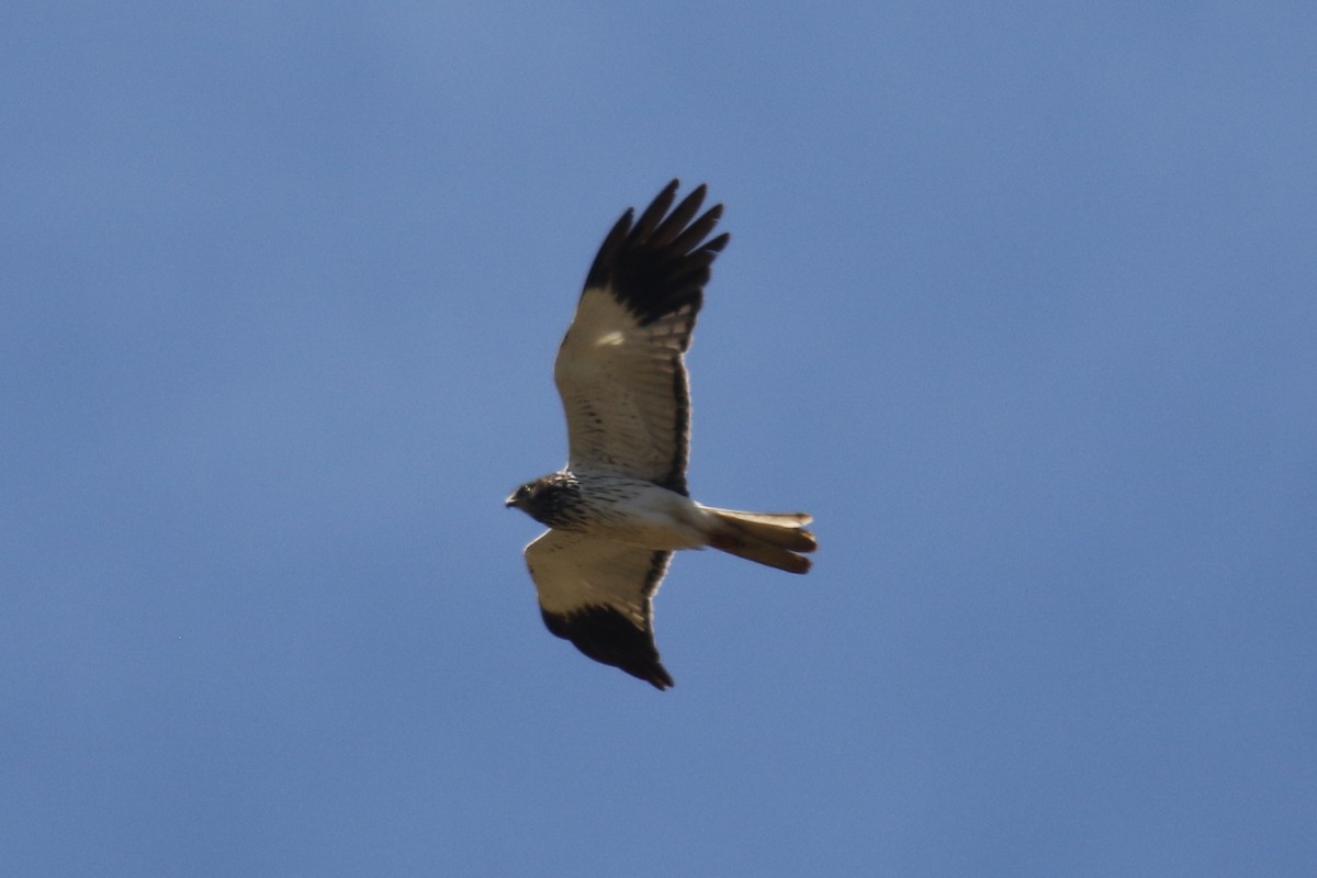 Malagasy Harrier - ML142484891