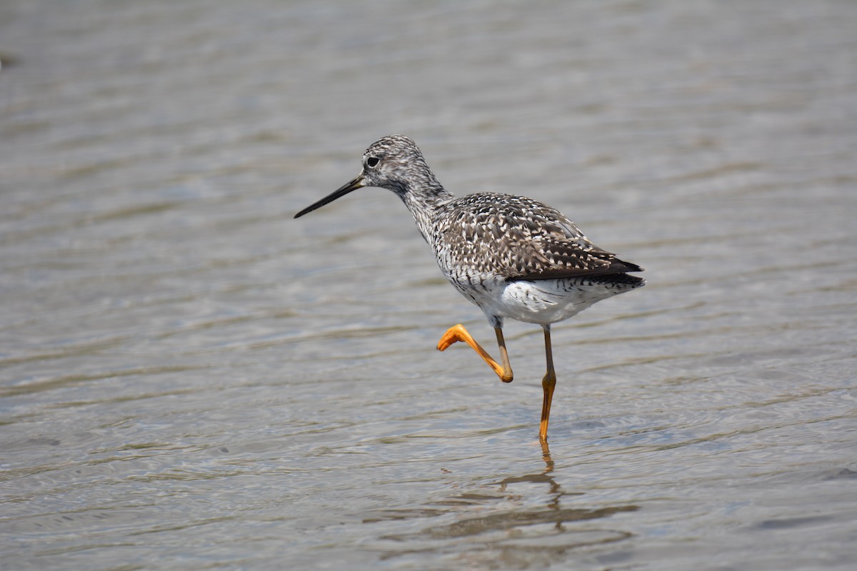 Greater Yellowlegs - ML142484941