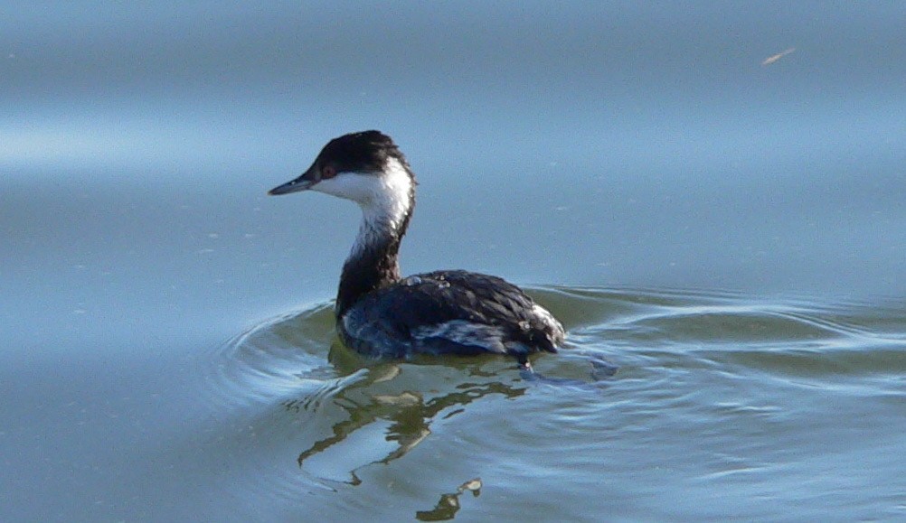 Horned Grebe - Dave Bowman