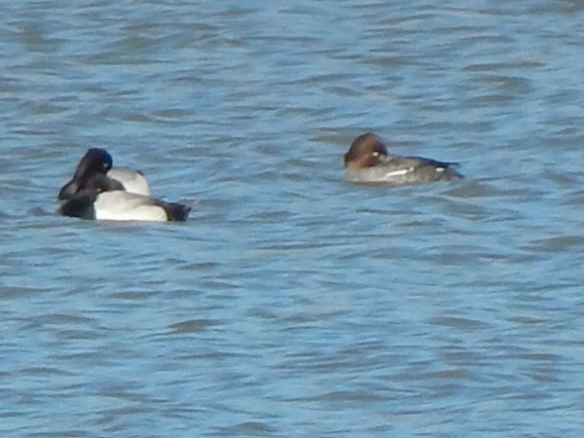 Common Goldeneye - ML142489631