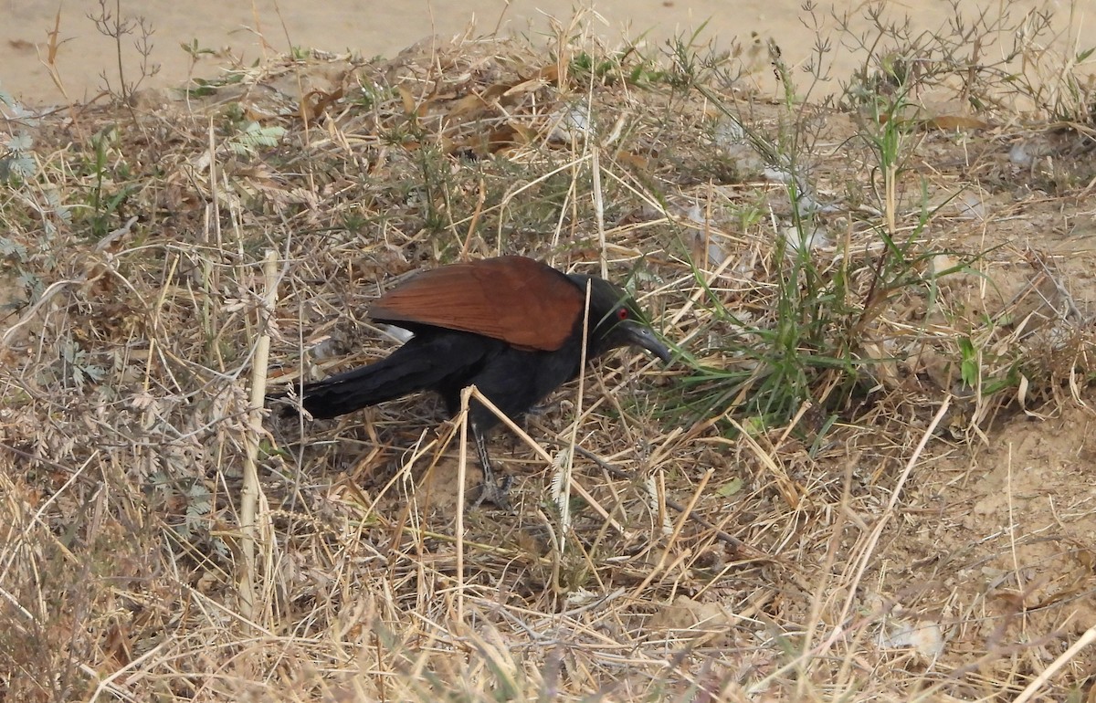 Greater Coucal - ML142489931