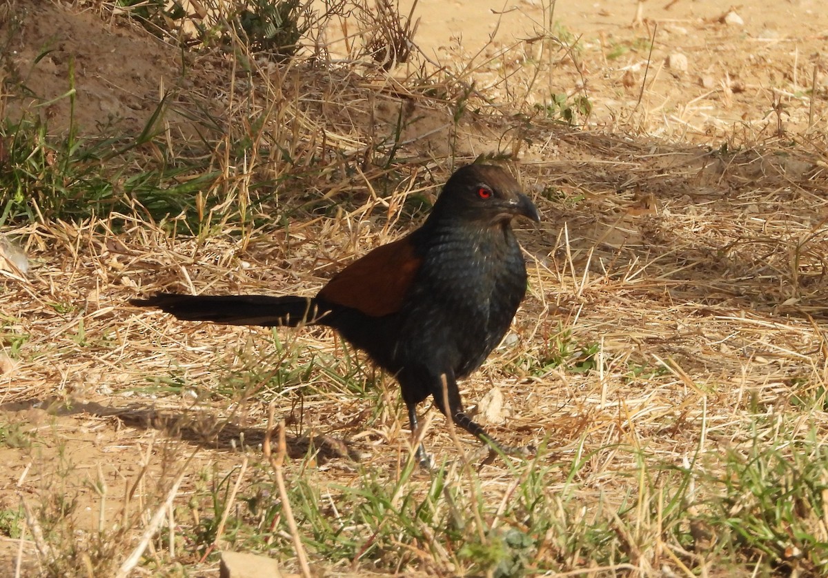 Greater Coucal - ML142489951