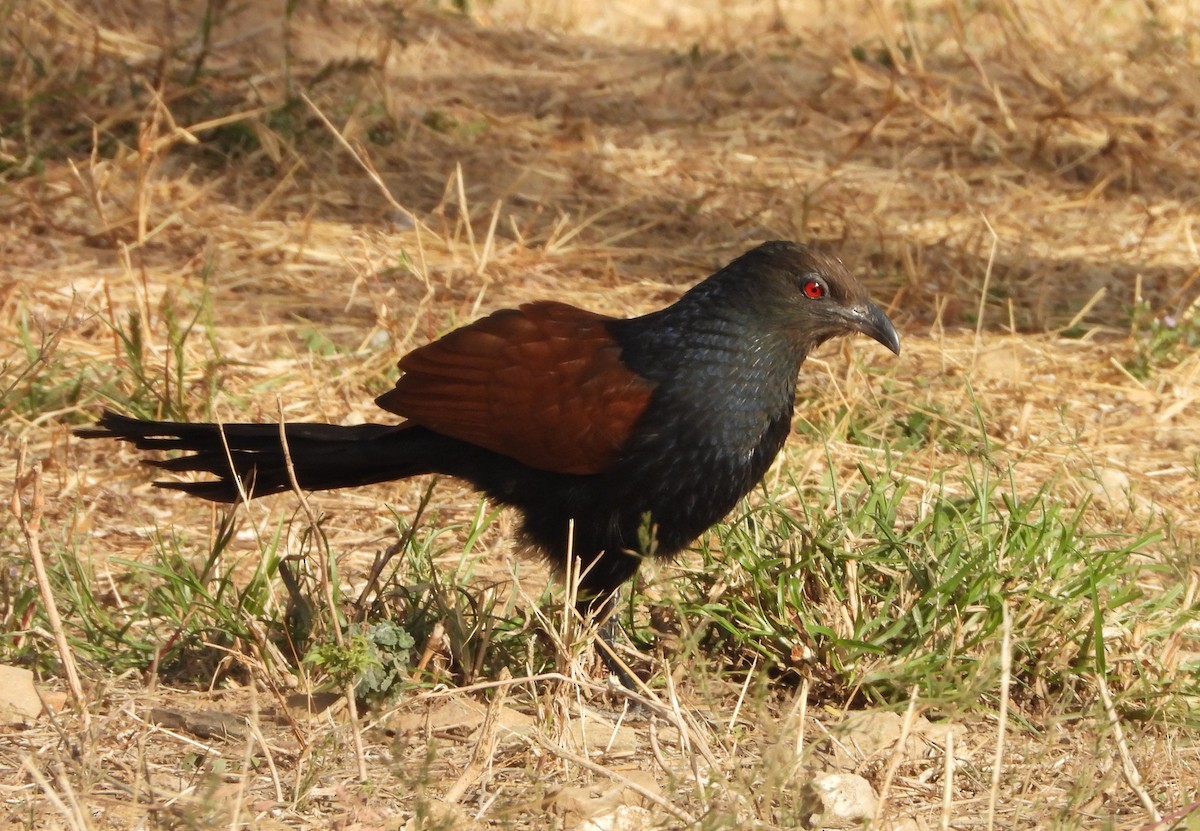Greater Coucal - ML142489961