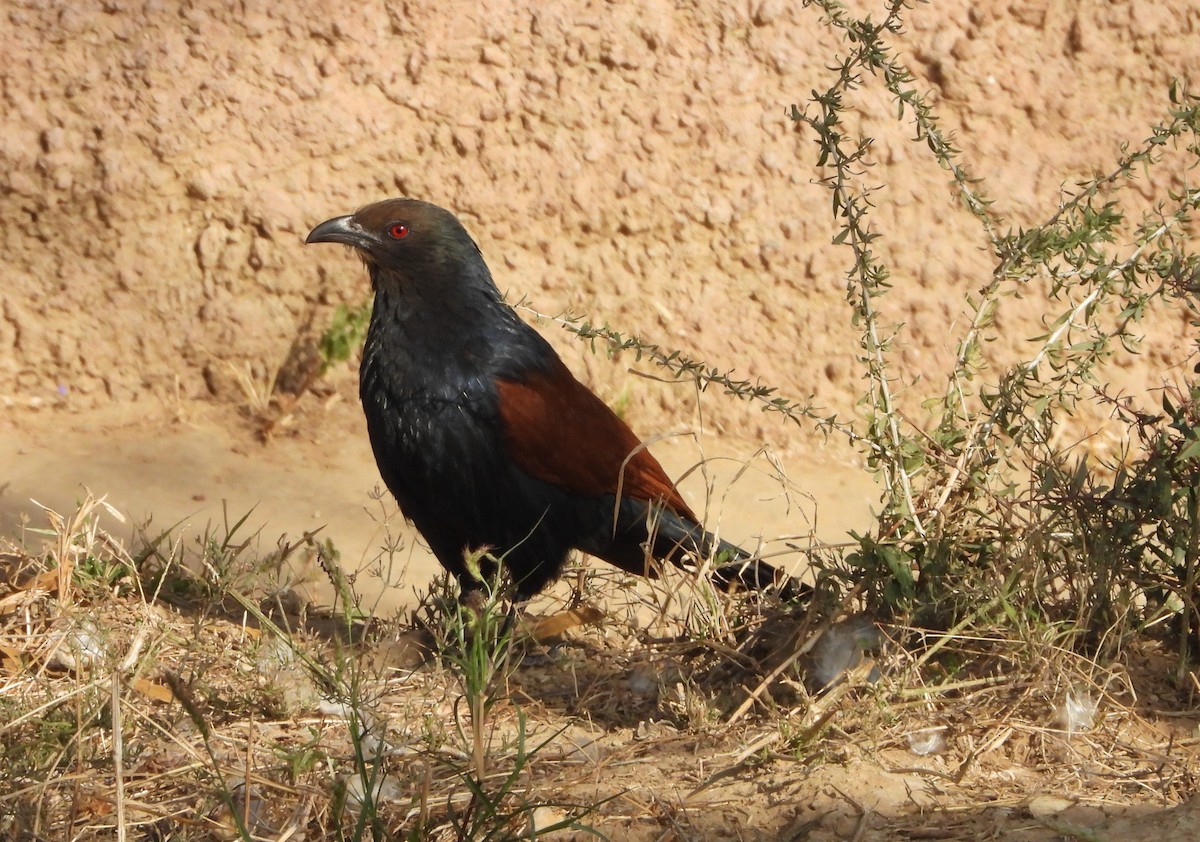 Greater Coucal - ML142489971