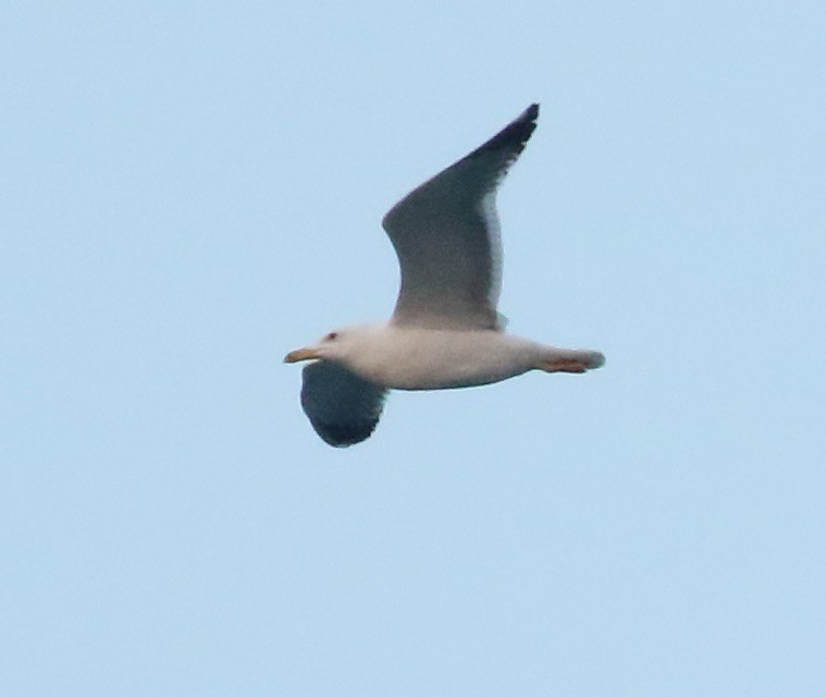 Gaviota Sombría (heuglini) - ML142494111