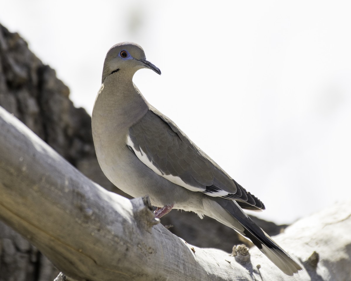 White-winged Dove - Keith Dickey