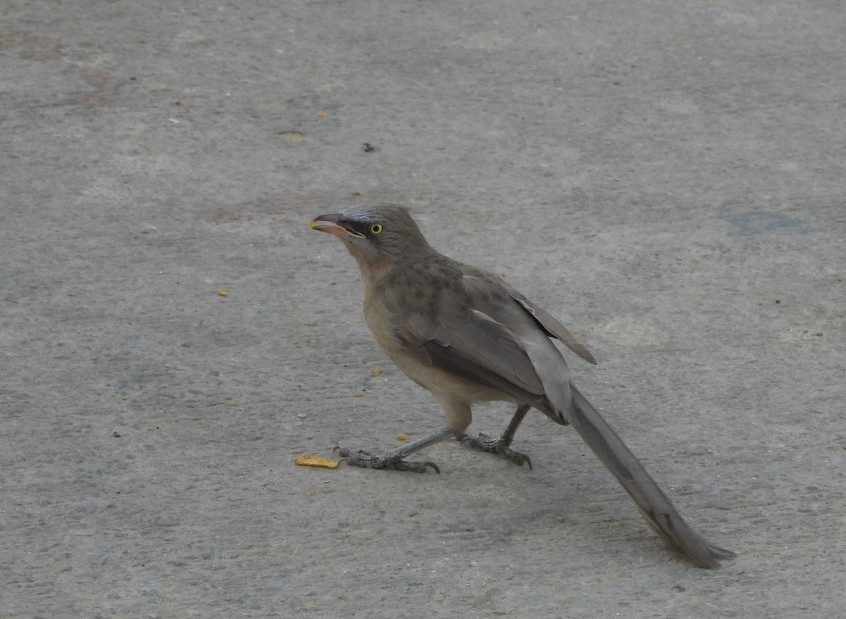 Large Gray Babbler - Sunil Thirkannad