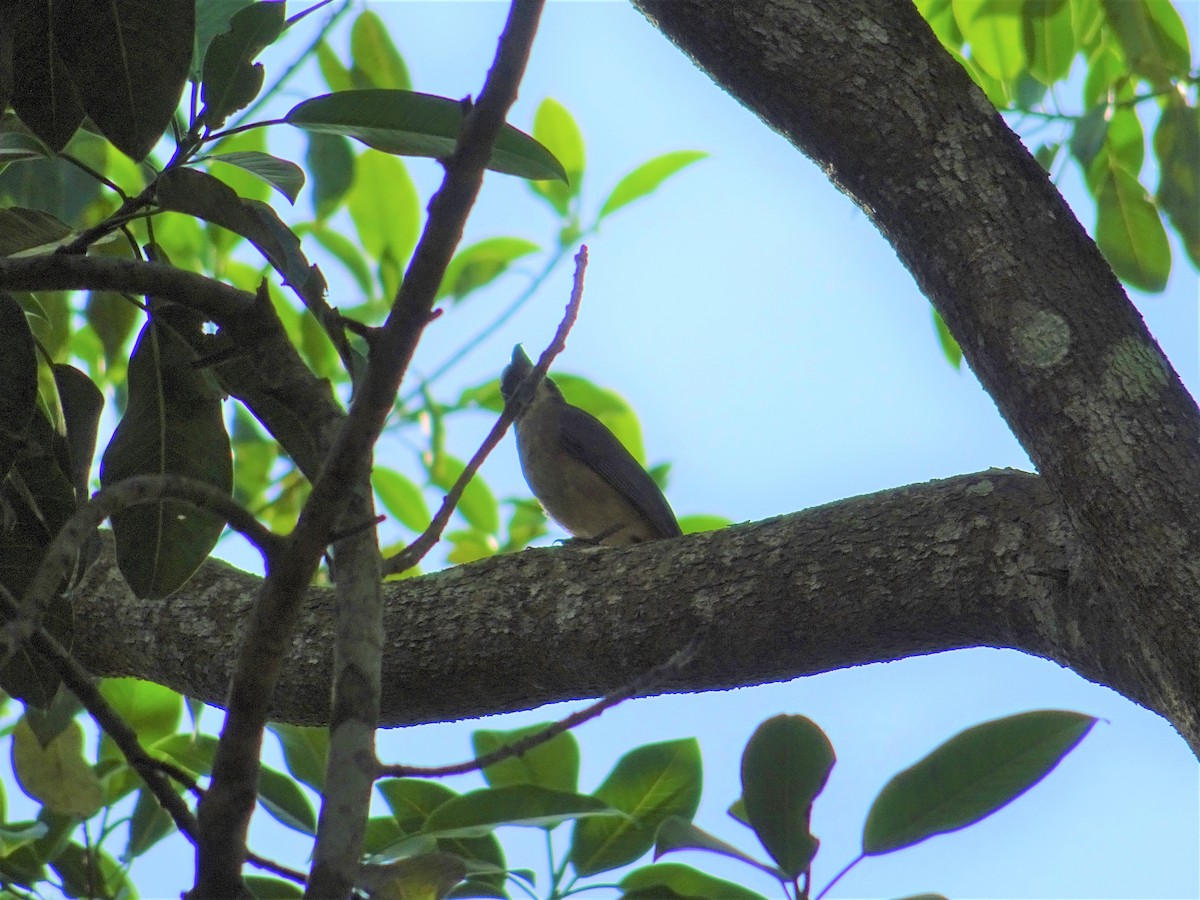 Cinnamon-bellied Saltator - KELLI DELGADO