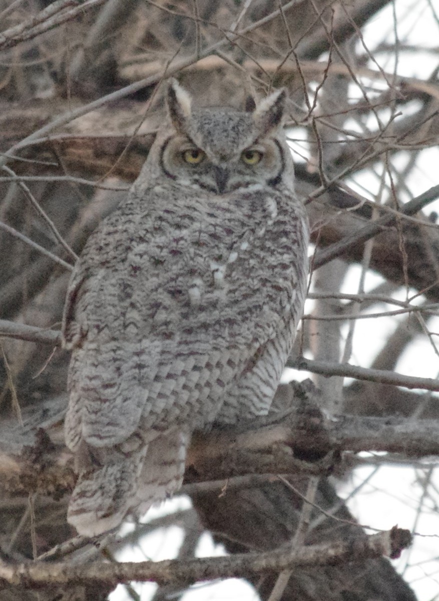 Great Horned Owl - robert beauchamp