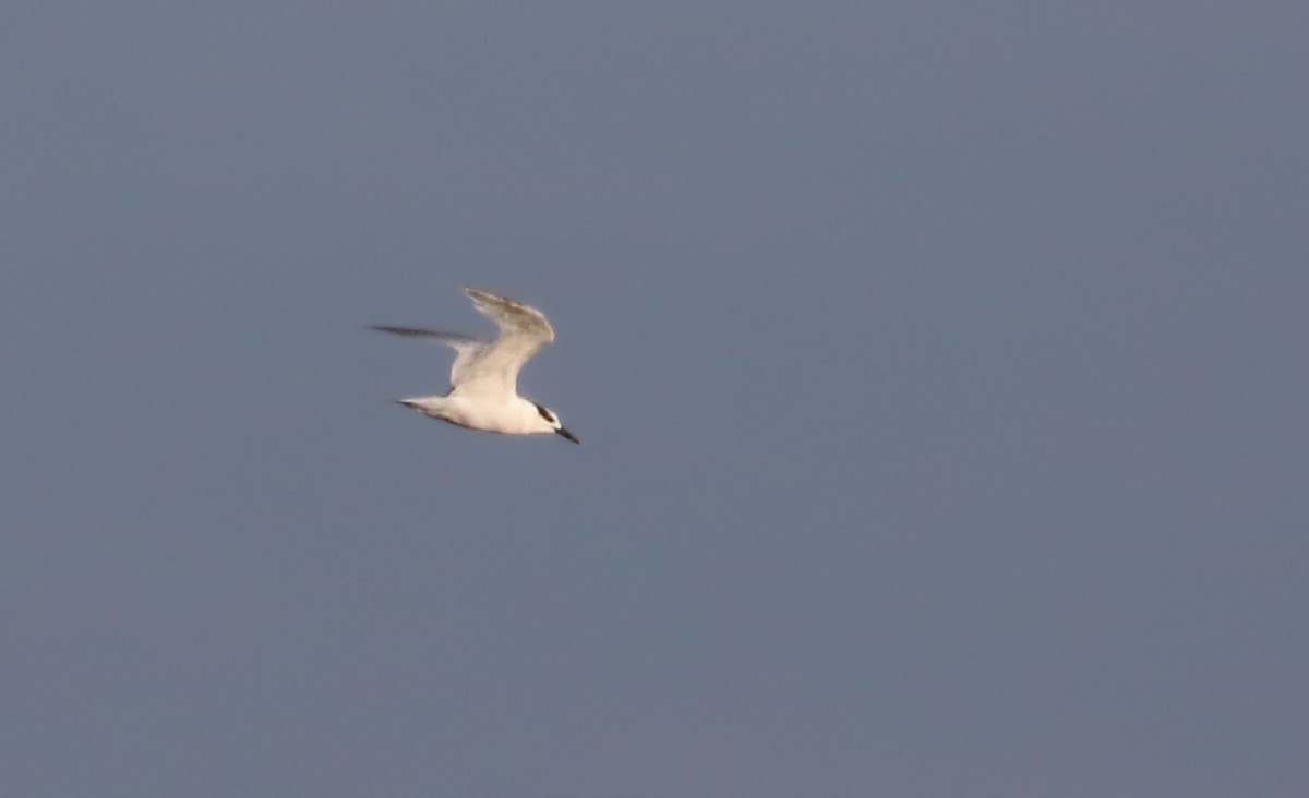 Sandwich Tern (Eurasian) - Jay McGowan