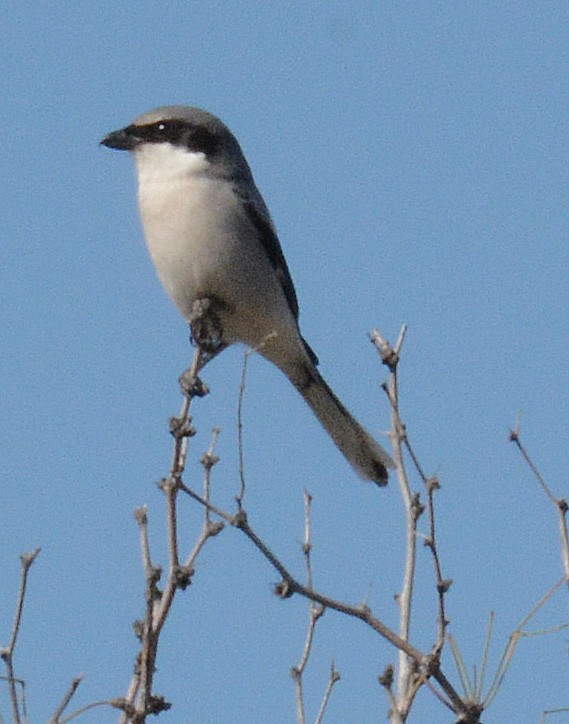 Loggerhead Shrike - ML142501821