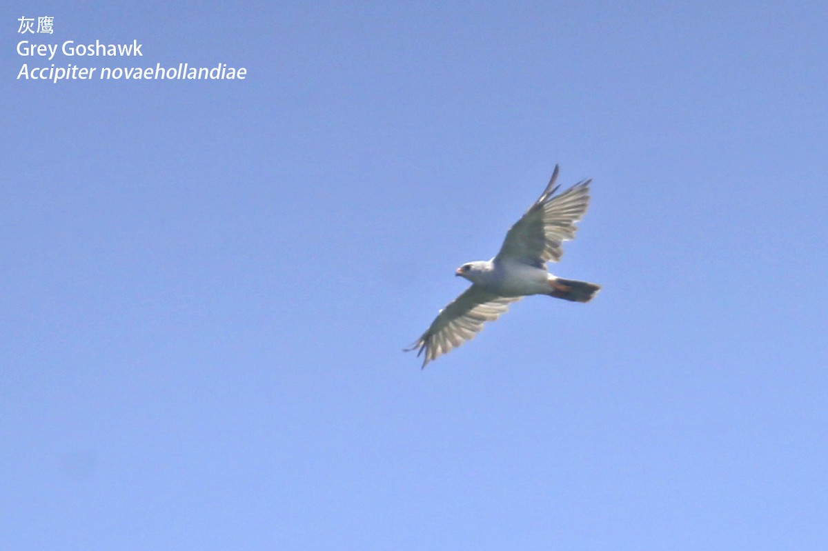 Gray Goshawk - ML142503171