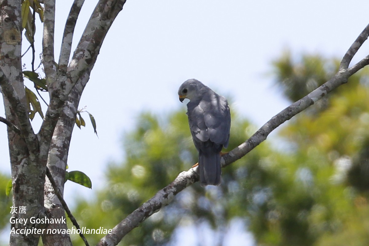 Gray Goshawk - Zhen niu