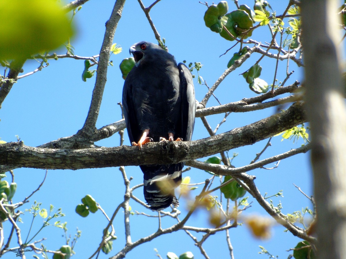 Stelzenbussard - ML142504021