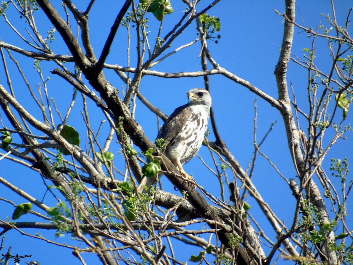 Gray Hawk - ML142504211