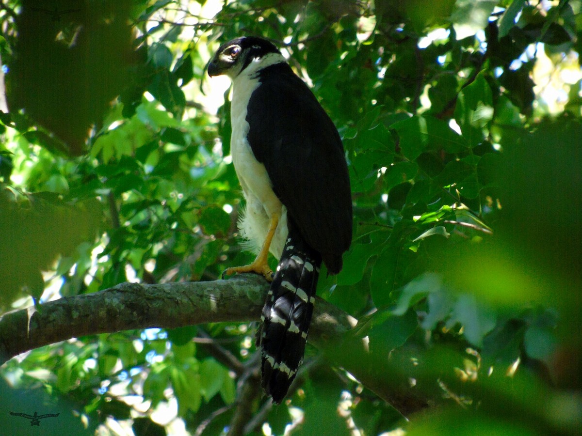 Collared Forest-Falcon - ML142504441