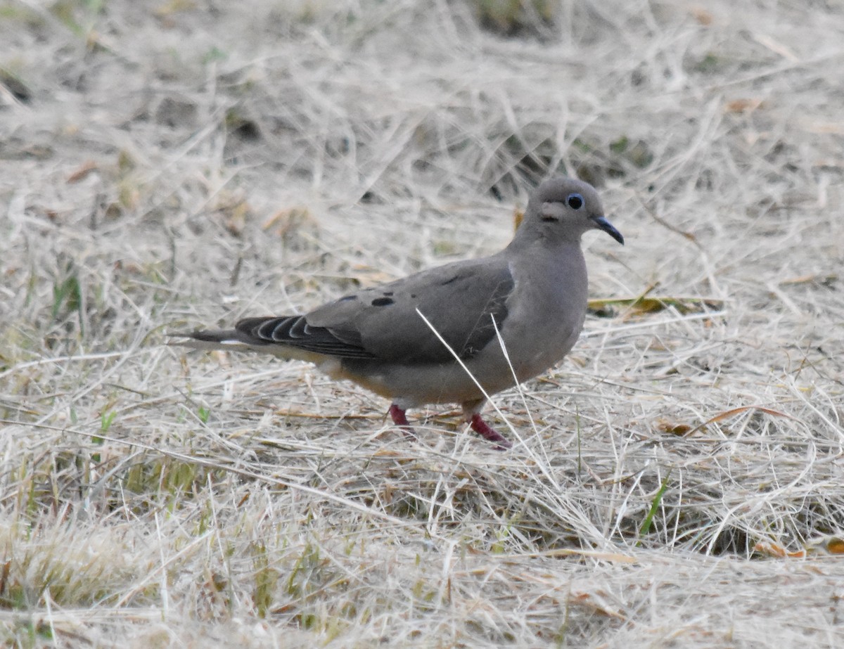 Eared Dove - ML142508891