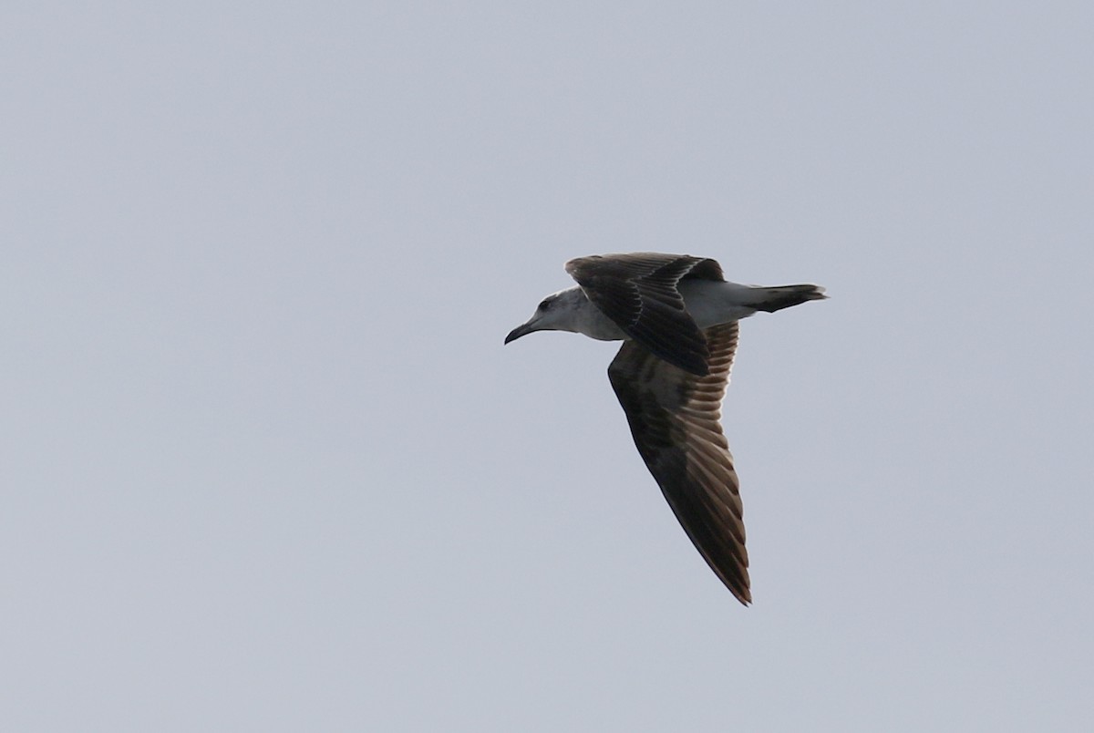 Audouin's Gull - ML142508961