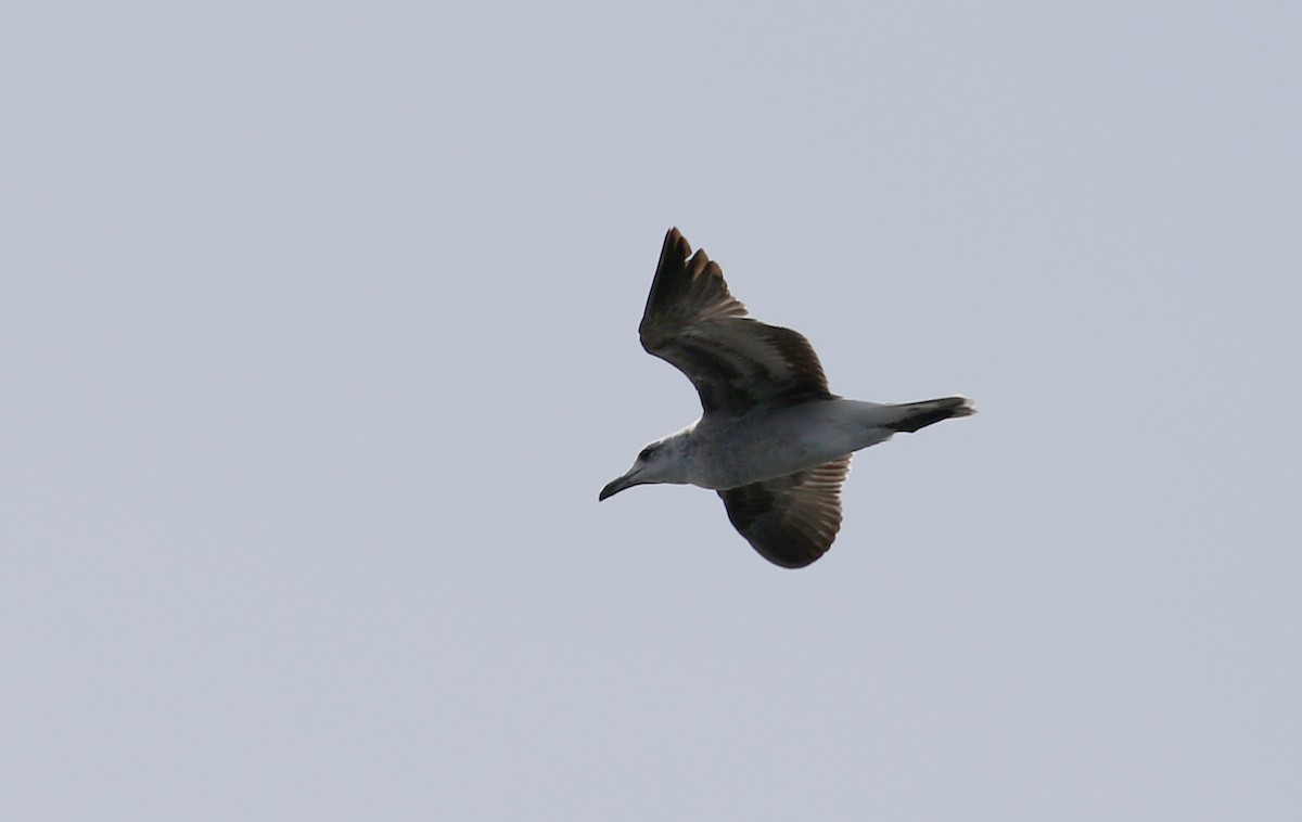 Audouin's Gull - ML142508971