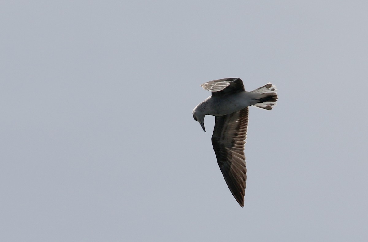 Gaviota de Audouin - ML142508981