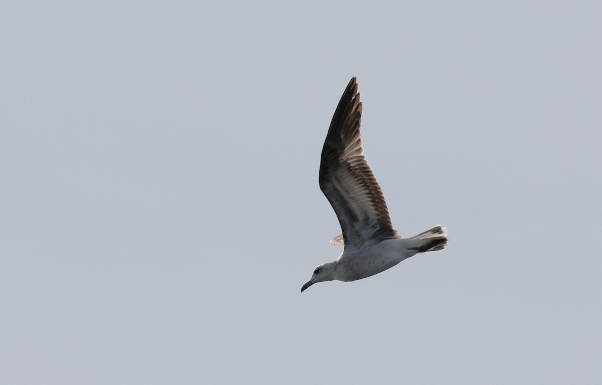 Audouin's Gull - ML142508991