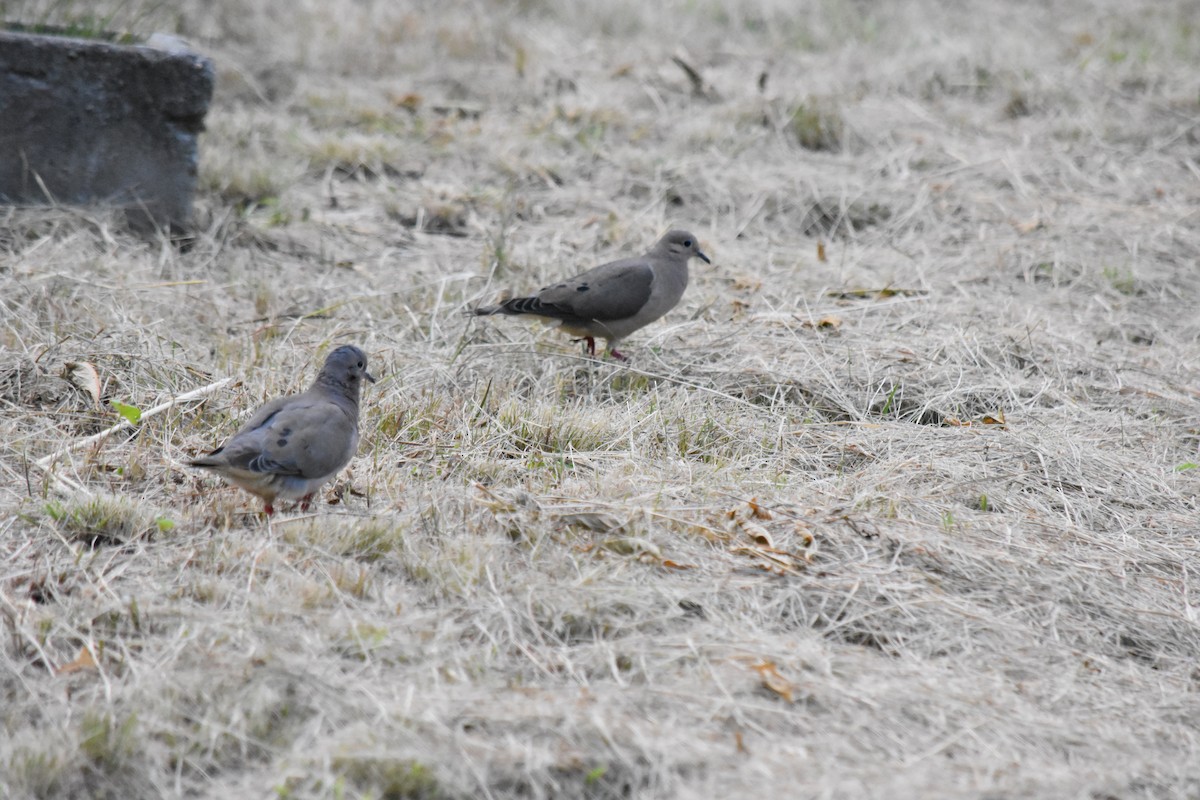 Eared Dove - ML142509001