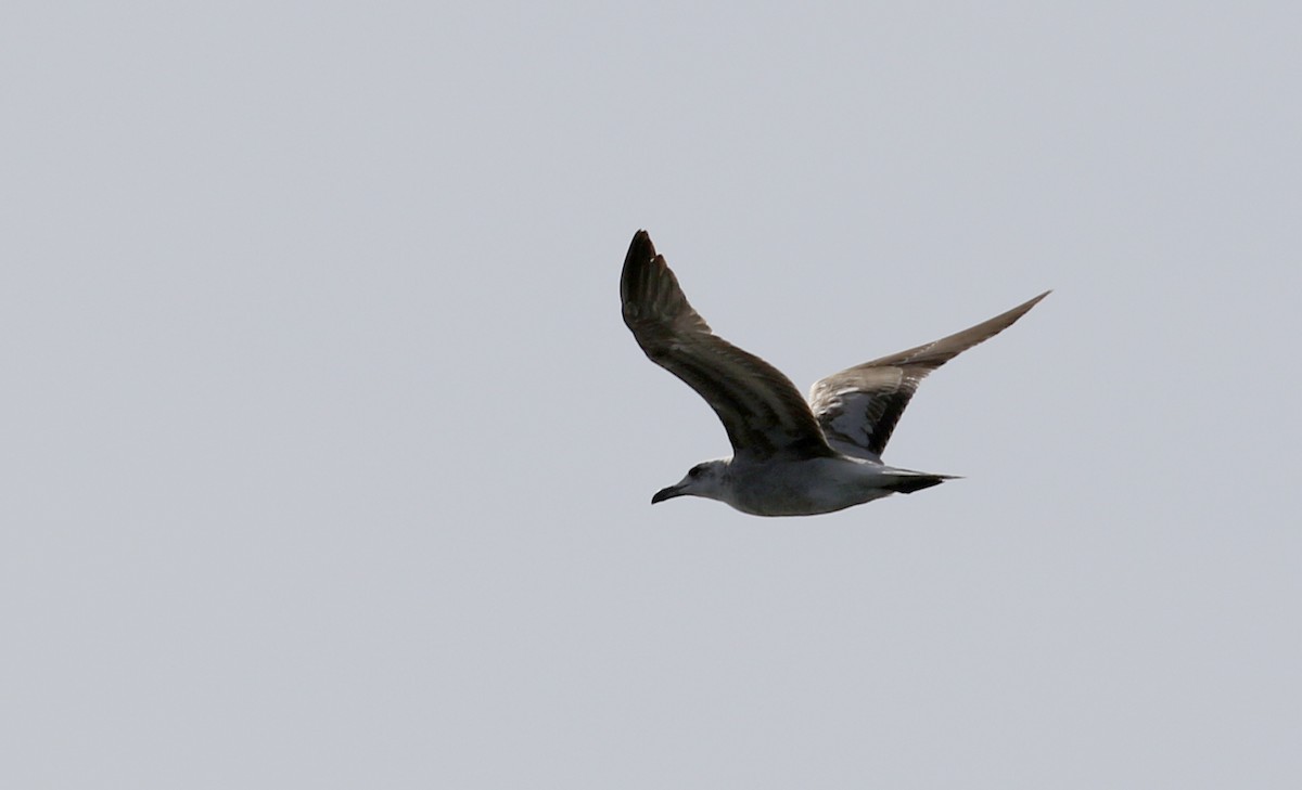 Одуэнова чайка - ML142509011