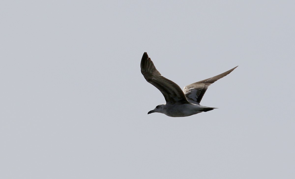 Audouin's Gull - ML142509011